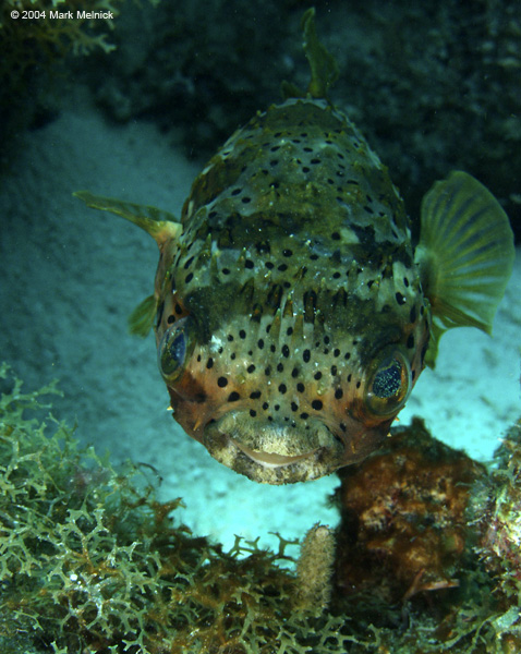 Balloonfish