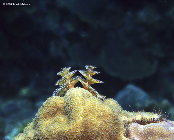 Chrismas-Tree-Worms