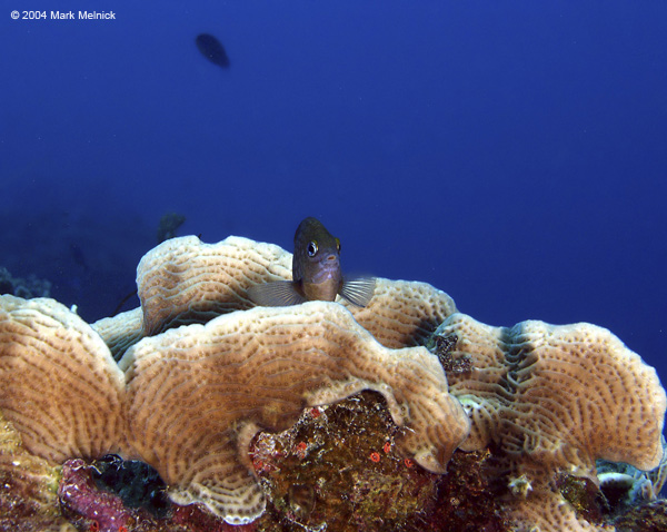 Damselfish-Guarding-Home