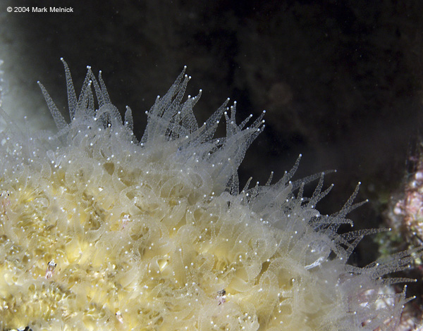 Feeding-Anemone