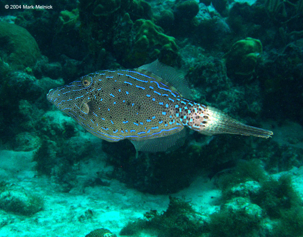 Filefish