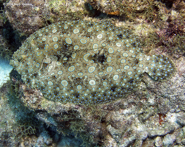 Flounder2