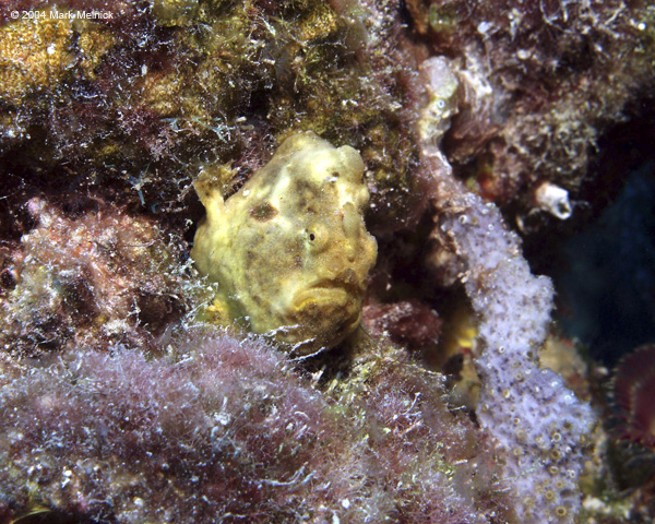 Frogfish