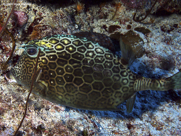 Honeycomb-Cowfish