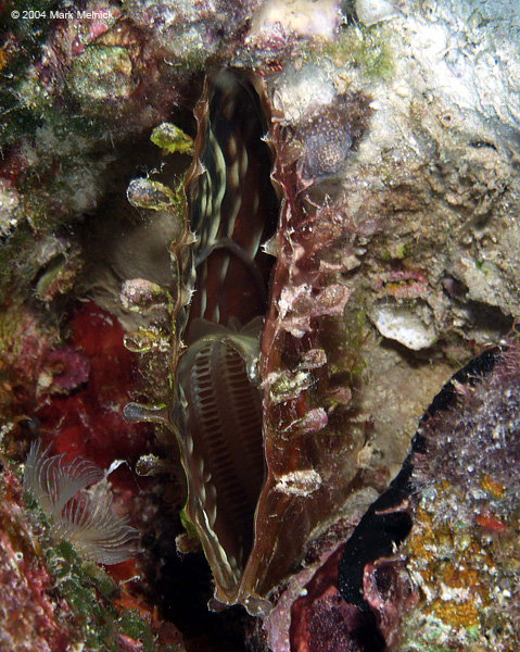 Inside a clam