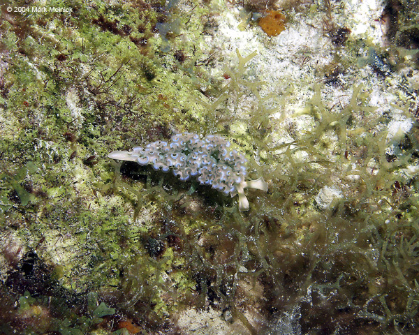 Lettuce-Sea-Slug
