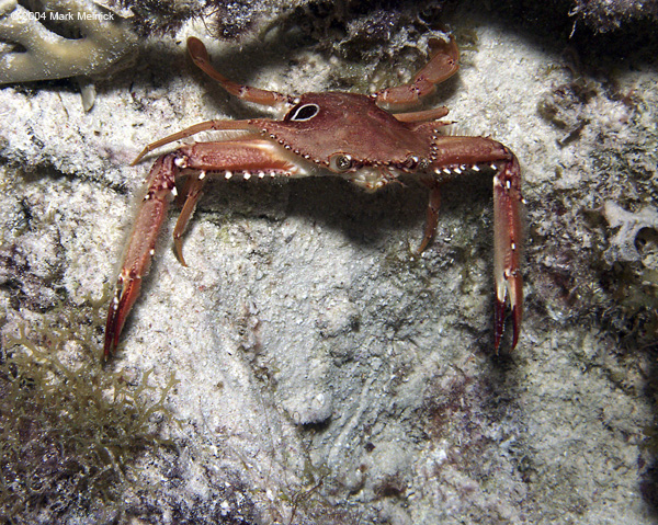 Ocellate-Swimming-Crab