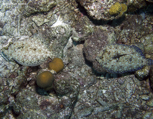 Pair-of-Flounders