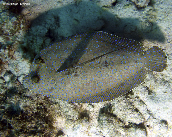 Peacock-Flounder