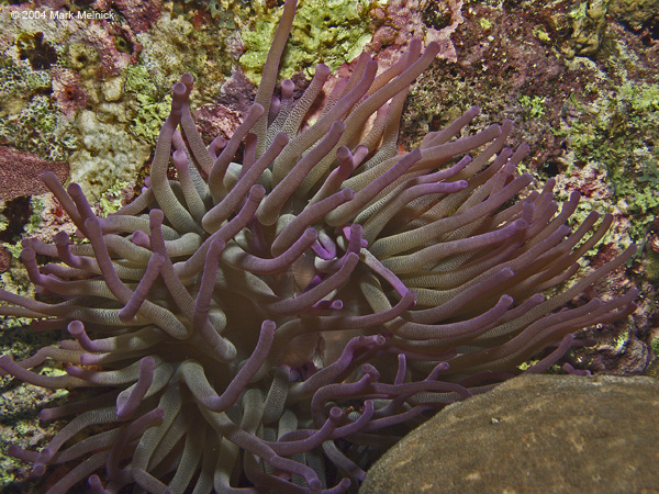 Purple-Anemone