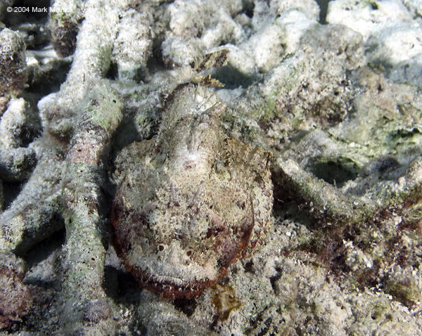 Scorpionfish