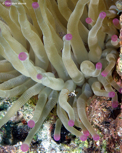 Shrimp on Anemone