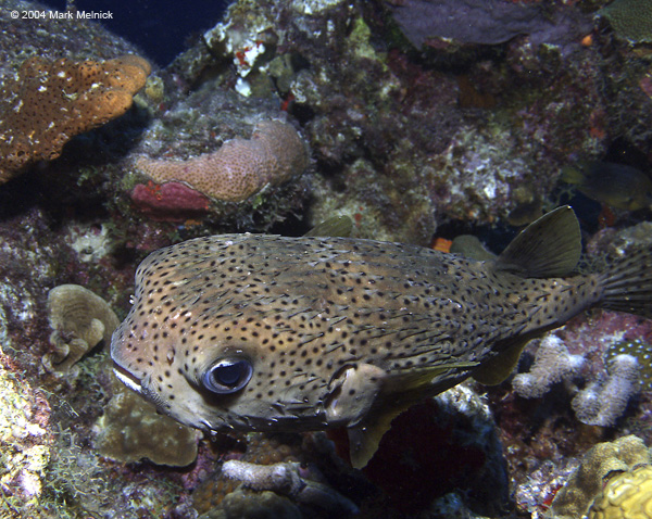 Spotted-Burrfish-2