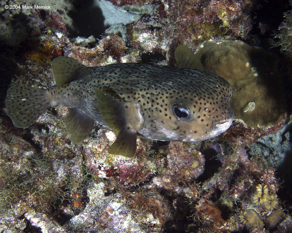 Spotted-Burrfish