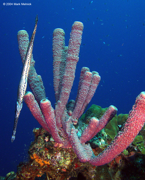 Trumpetfish