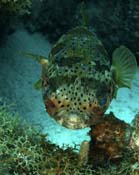 Balloonfish