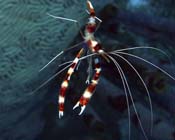 Banded-Shrimp