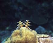 Chrismas-Tree-Worms