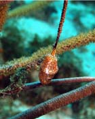 Flamingo Tongue