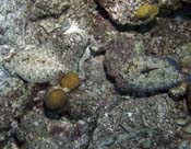 Pair-of-Flounders