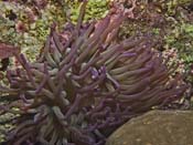 Purple-Anemone