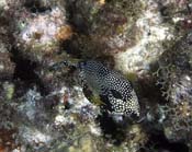 Smooth-Trunkfish