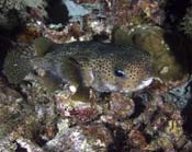 Spotted-Burrfish