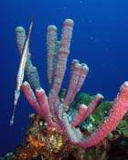 Trumpetfish