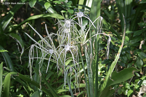 Spider-Lilly