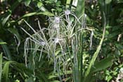 Spider-Lilly