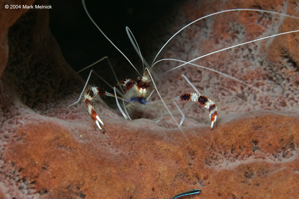 Banded-Coral-Shrimp