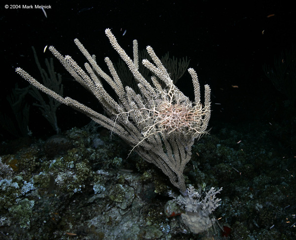 Basket-Star