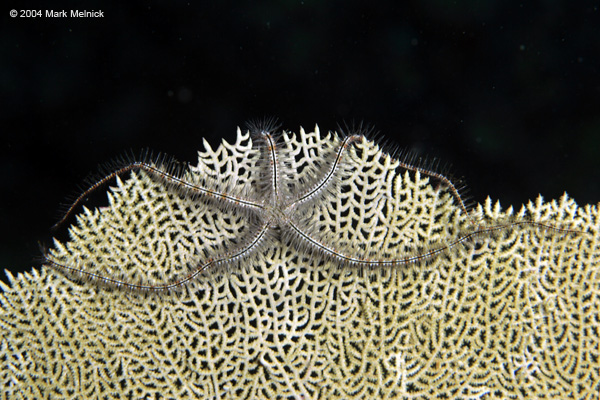 Brittle star 2