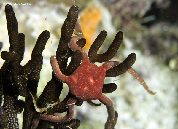 Brittle-star-3