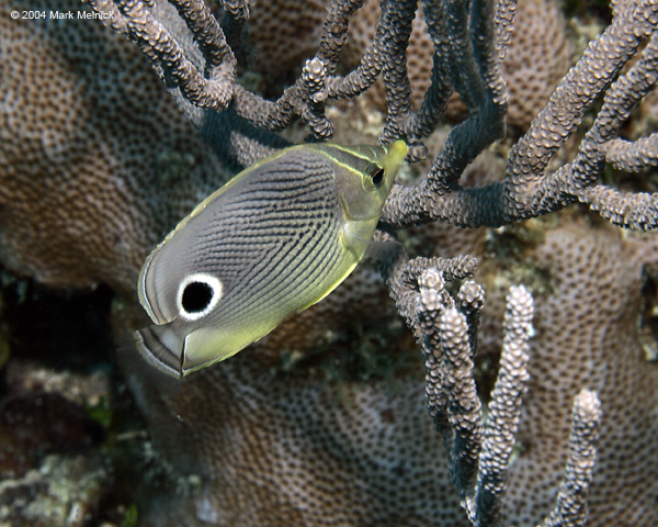 Butterflyfish