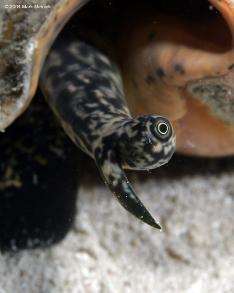 Conch-eye