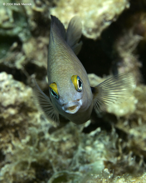 Damselfish