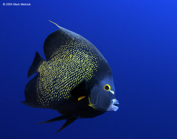 French-Angelfish