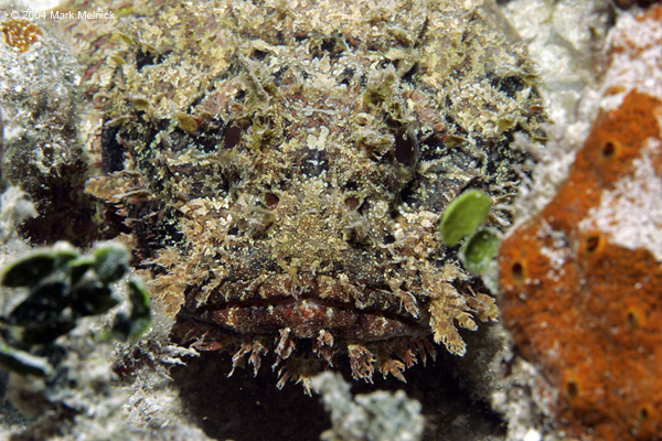 Scorpion-Fish