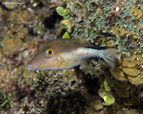 Sharpnose-Puffer