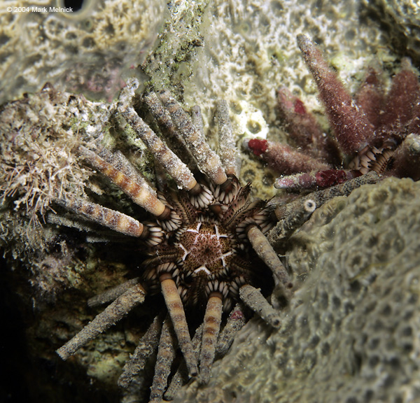 Slate-Pencil-Urchin