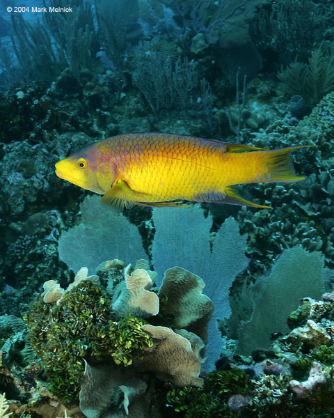 Spanish-Hogfish