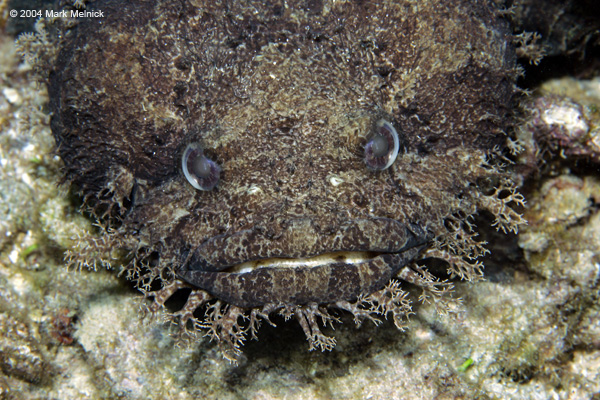 Toad Fish