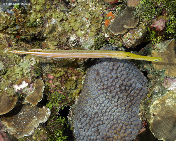 Trumpetfish