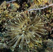Anenome