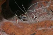 Banded-Coral-Shrimp