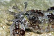 Beaded Sea Cucumber