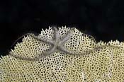 Brittle star 2