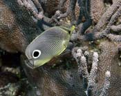 Butterflyfish