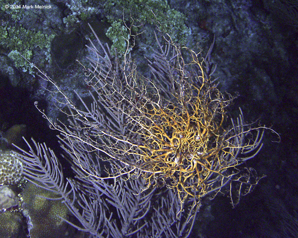 Basket-Star